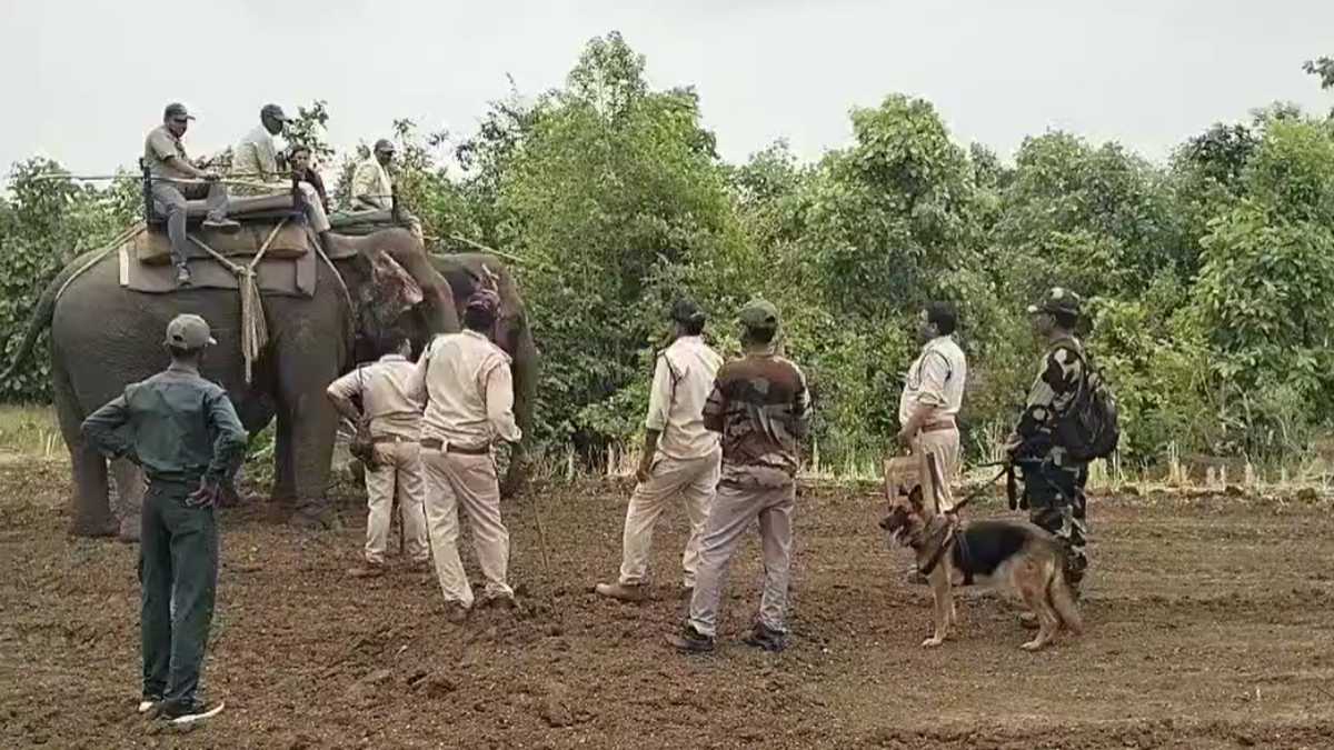रातापानी के टाइगर का रेस्क्यूः दो मादा हाथी स्मिता और प्रिया के साथ 150 अधिकारी और कर्मचारी Tiger की कर रहे सर्चिंग, दो महीने से मूवमेंट से ग्रामीणों में दहशत