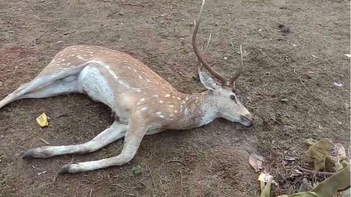 ठंडे बस्ते में डियर पार्क योजना: पानी के तलाश में रिहायशी इलाके में पहुंचा चीतल, कुत्तों ने किया हमला, इलाज के अभाव में हुई मौत…
