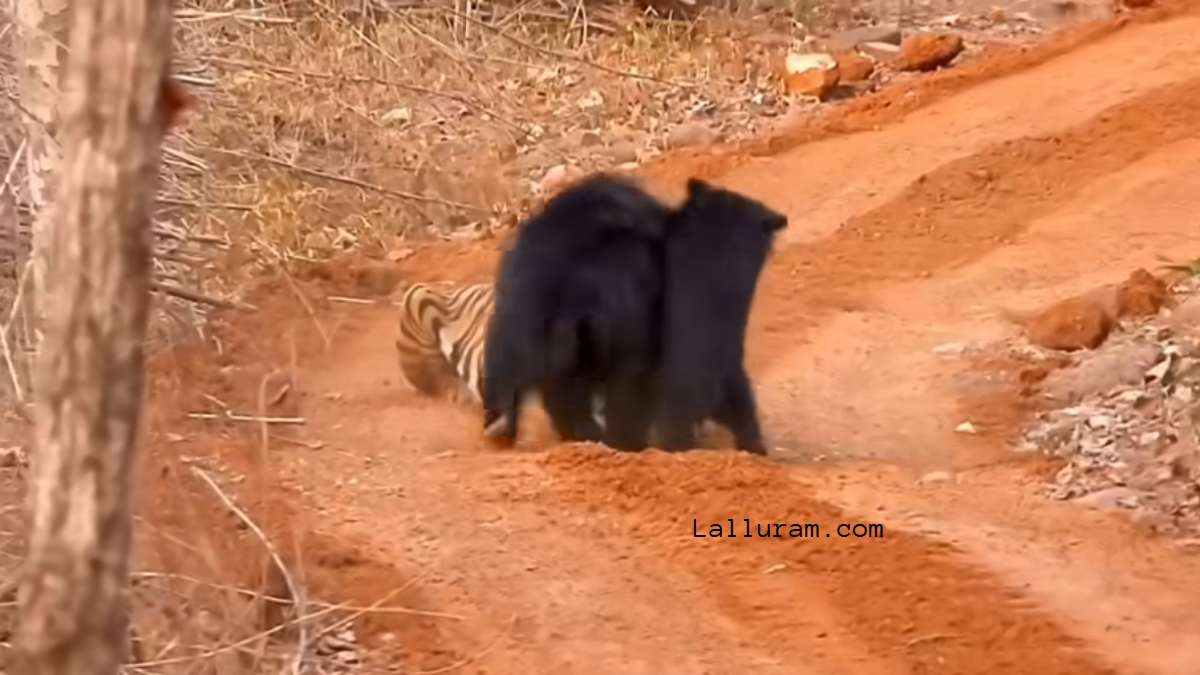 मां आखिर मां होती है… बच्चे को बचाने बाघ से भिड़ गई मादा भालू, वन मंत्री ने शेयर किया वीडियो…