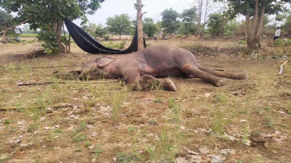 MP में ‘गजराज’ की संदिग्ध मौत: महिला महावत का था हाथी, पोस्टमार्टम रिपोर्ट से खुलेगा राज?