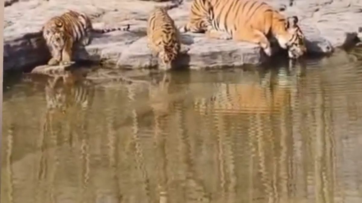 पन्ना टाइगर रिजर्वः भीषण गर्मी से बचने बाघों ने तलाशा रास्ता, जलाशय किनारे अठखेलियां करते दिखे बाघ