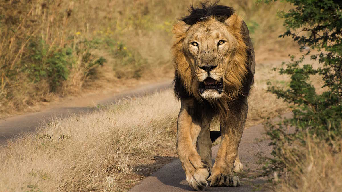 गुजरात में एशियाई शेरों की आबादी 5 साल में 674 से बढ़कर हो गई 891, पारंपरिक आवास से जा रहे बाहर