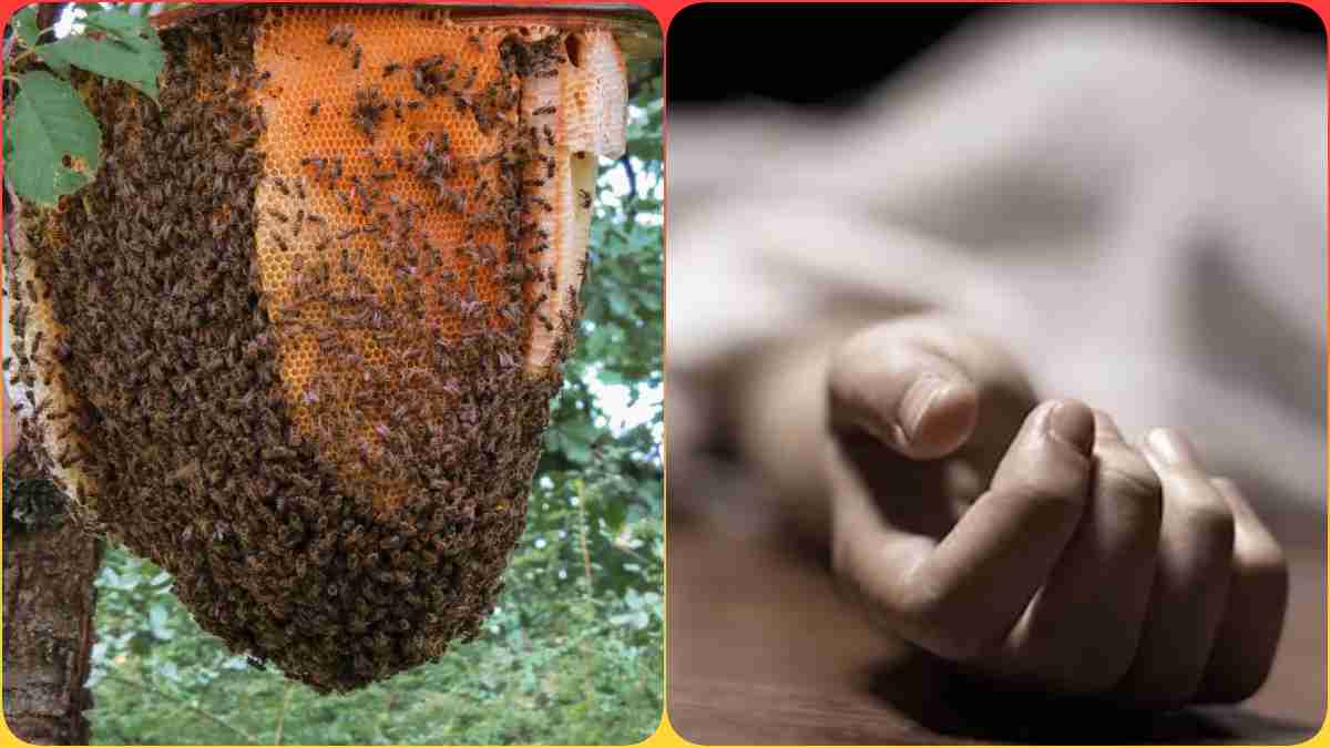 खेत में मक्का तोड़ रही बच्ची की बेरहमी से हत्या: पकड़ने दौड़े परिजन तो मधुमक्खी के छत्ते को उड़ाया, माता-पिता अस्पताल में भर्ती
