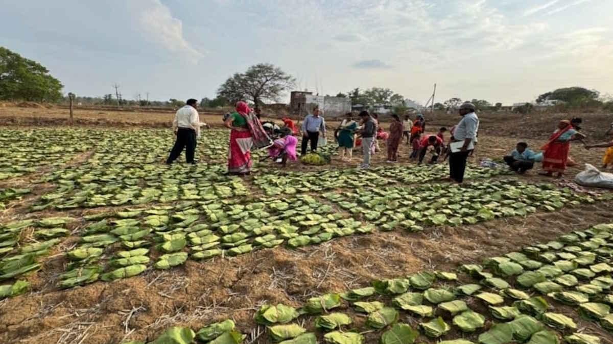 10 लाख से अधिक तेंदूपत्ता संग्राहक परिवारों को 596 करोड़ का सीधे भुगतान, मुख्यमंत्री साय बोले – तेंदूपत्ता संग्राहकों की मेहनत की कमाई उनके हाथ तक पहुंचना हमारी प्राथमिकता