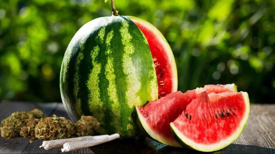 तरबूज की आड़ में नशे का काला धंधा : आंध्र प्रदेश से तरबूज में छिपाकर ला रहे थे करोड़ों का गांजा, दो गिरफ्तार