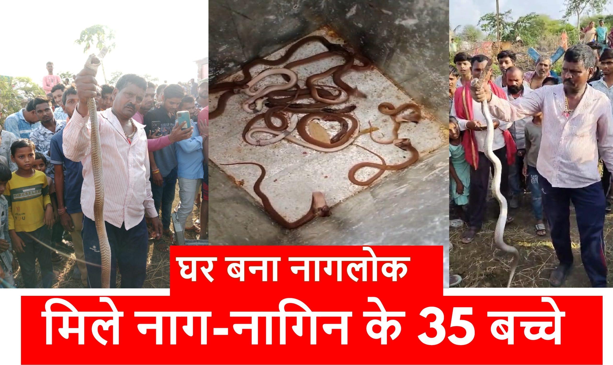 छत्तीसगढ़ का घर बना नागलोक: एक घर में नाग देवता का पूरा परिवार, नाग नागिन के साथ 35 बच्चे… देखें Video