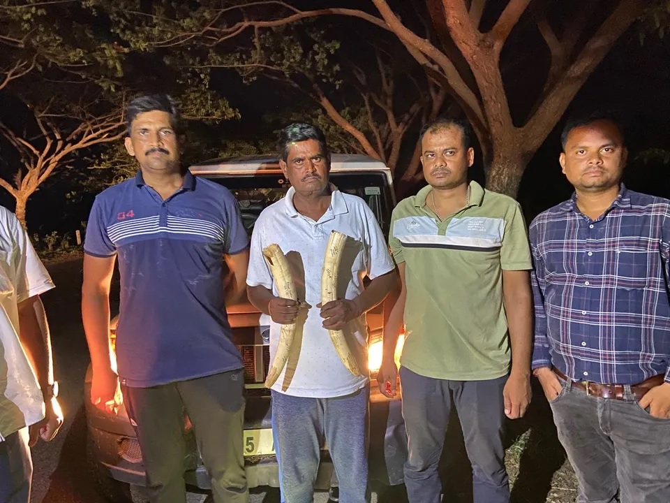 Odisha STF ने बौध से जब्त किए 50 लाख के हाथी दांत, एक तस्कर भी गिरफ्तार