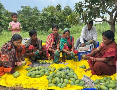 ओडिशा के आम अब मिलेंगे जर्मनी में, 11 क्विंटल की पहली खेप निकली