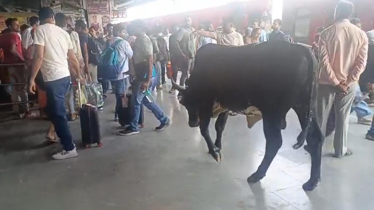 Bihar News: रक्सौल स्टेशन प्लेटफार्म नंबर 1 पर आवारा सांडों का आतंक, यात्रियों की जान को खतरा
