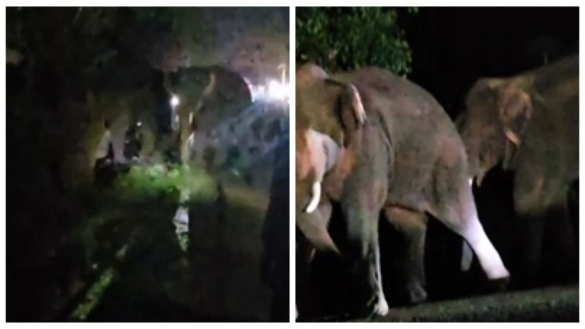 Elephants Attack: देर रात गांव में घुसा जंगली हाथियों का झुंड, घरों में की जमकर तोड़फोड़, ग्रामीणों में दहशत का माहौल