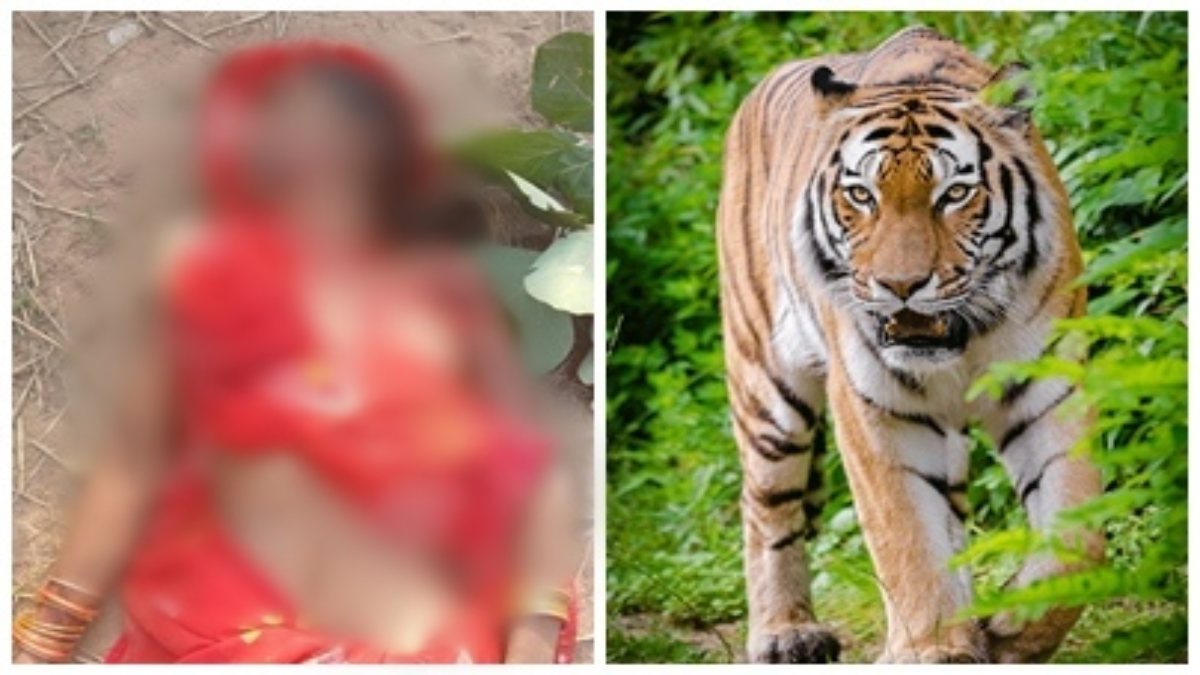 उमरिया में बाघ के हमले से महिला की मौत: चेहरे और गले पर मिले पंजे के निशान, दहशत में इलाके के लोग    