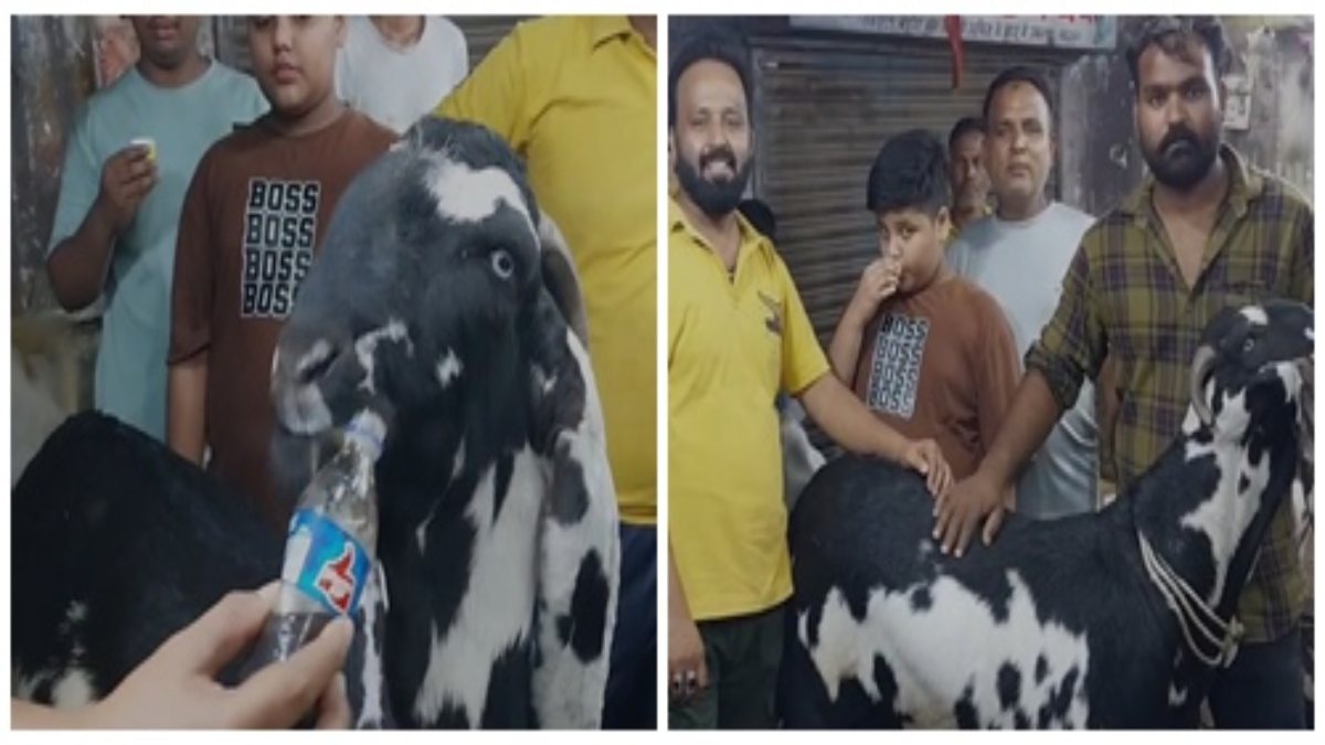 बकरा के शाही ठाठ-बाट: पानी नहीं ‘कोल्ड ड्रिंक’ से बुझाता अपनी प्यास, खाने में लेता काजू और बादाम, देखकर रह जाएंगे हैरान   