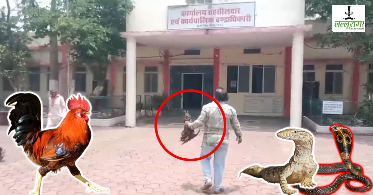 देसी मुर्गा लेकर तहसील कार्यालय पहुंचा शख्स, अधिकारियों में मचा हड़कंप, वजह जानकर आप भी रह जाएंगे हैरान