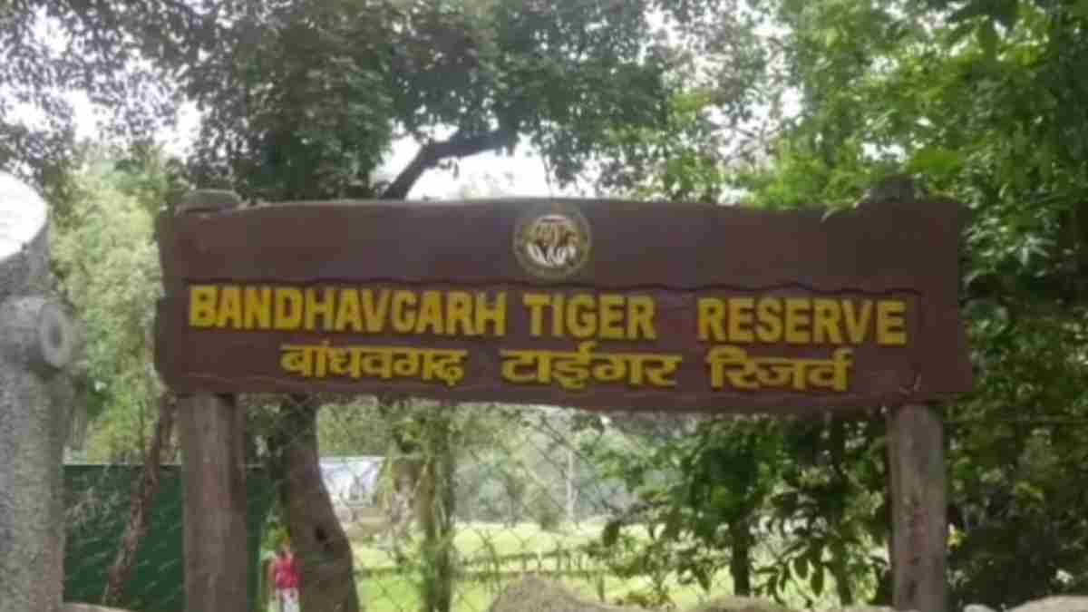 बांधवगढ़ टाइगर रिजर्व में पर्यटकों की बाघ जैसी छलांग, पांच सालों में 61 करोड़ से ज्यादा की आय