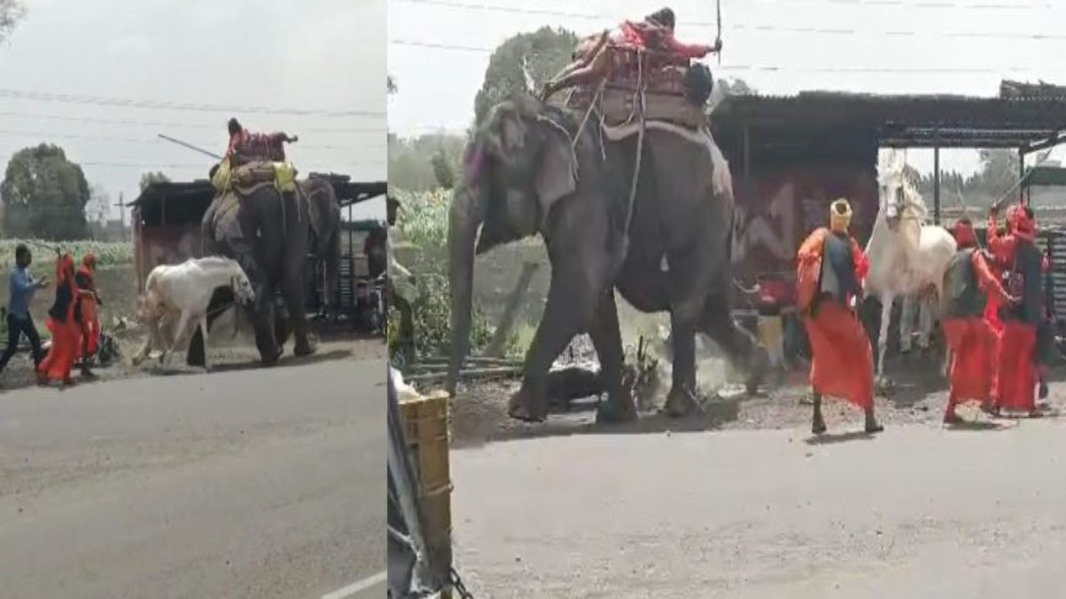 खबर जरा हटके: हाथी से भिड़ गया घोड़ा, किसे दुम दबाकर भागना पड़ा, देखिए वीडियो