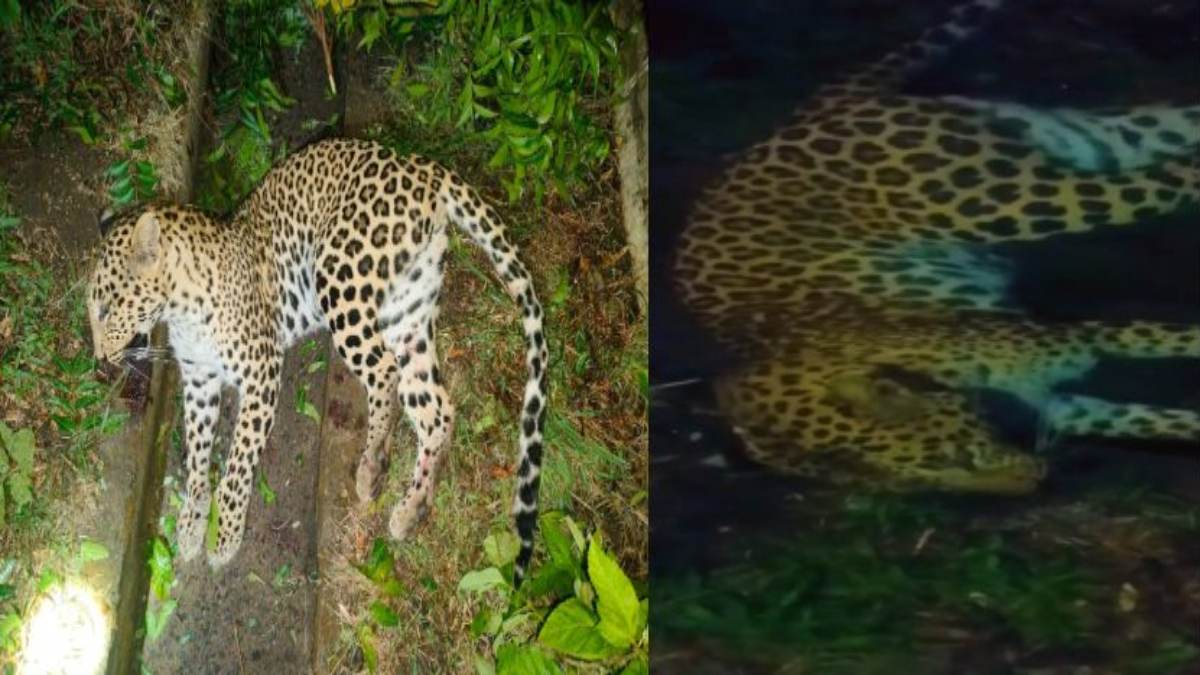 सड़क हादसे में मादा तेंदुए की मौत: अज्ञात वाहन ने मारी टक्कर, पशु चिकित्सकों की टीम ने किया पोस्टमार्टम