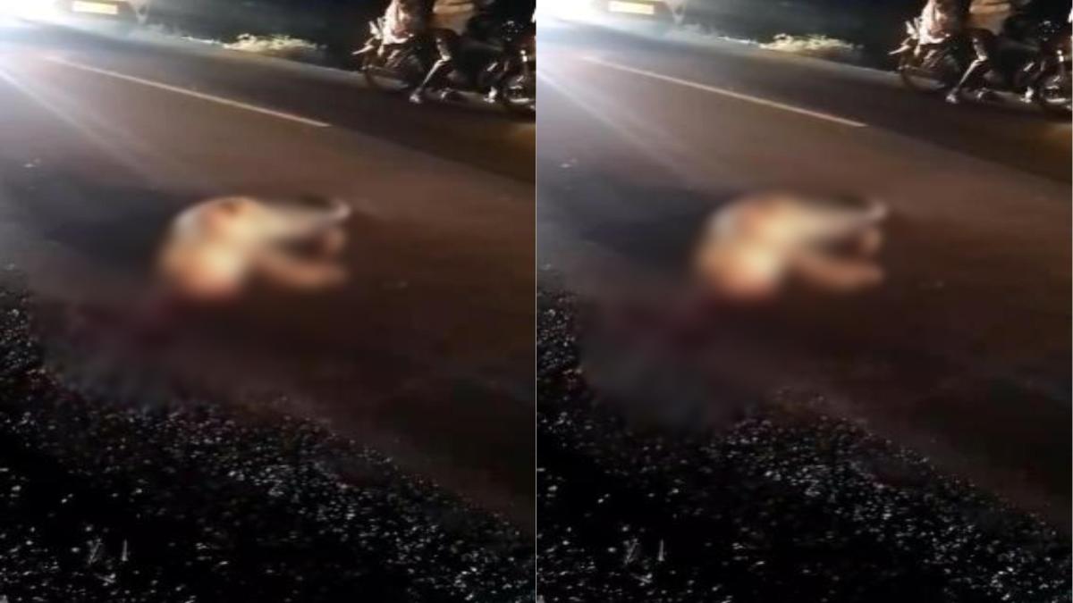 रास्ते में ‘मौत’ से मुलाकात! अज्ञात वाहन की टक्कर से तेंदुए की गई जान, DFO ने कही ये बात