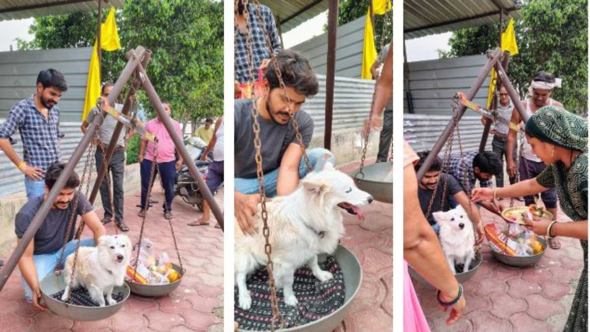 श्वान का तुलादानः बॉबी को दिखना शुरू हुआ तो मिठाई, फल, फूल और गेहूं से मंदिर में कराया तुलादान