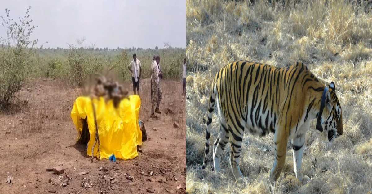 नहीं रही ‘मदर ऑफ पन्ना टाइगर रिजर्व’: PTR को आबाद करने वाली बाघिन टी-2 ने 19 साल में तोड़ा दम, चार पीढ़ियों से कुल 85 संतानें