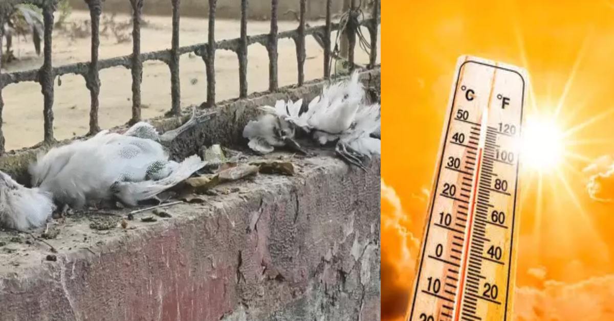 UP में लू का कहर : 4 की गई जान, भीषण गर्मी से 12 बगुलों की भी मौत, इधर शिक्षक संघ ने की स्कूलों की छुट्टियां बढ़ाने की मांग