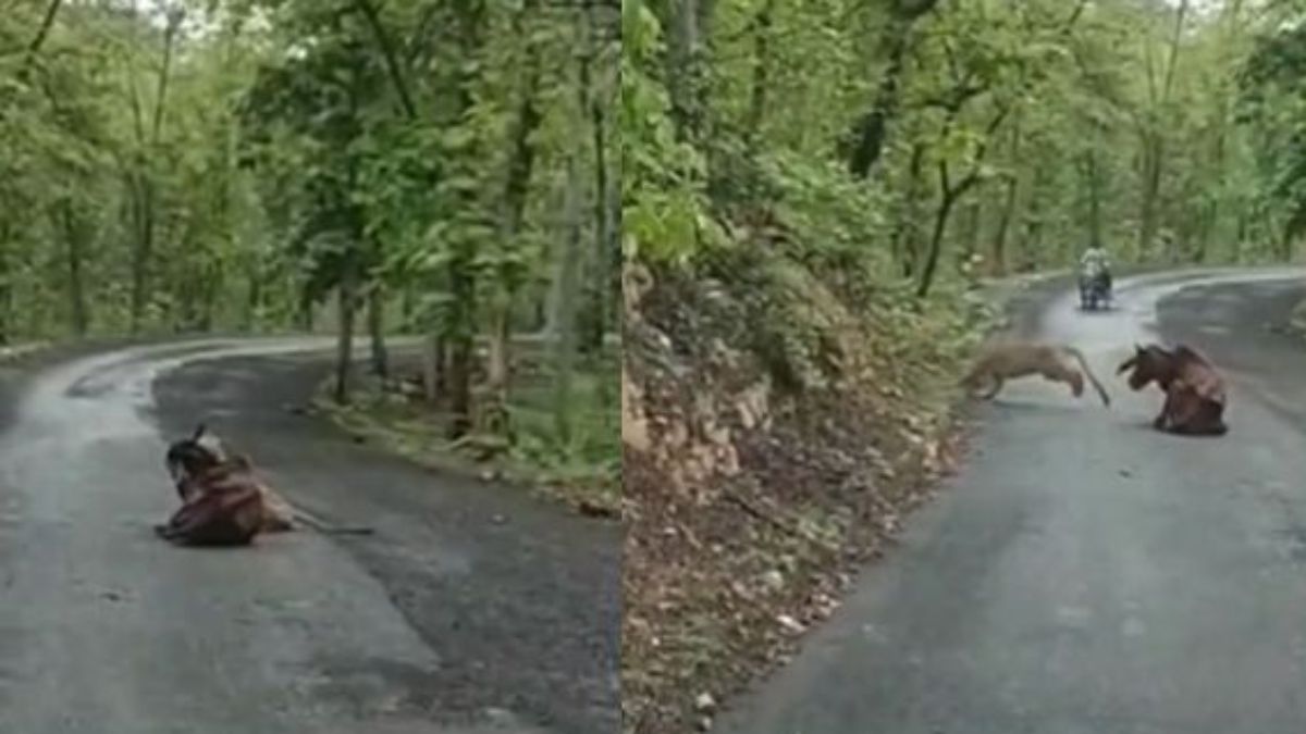तीर्थनगरी ओंकारेश्वर में तेंदुए की दहशतः गाय पर किया हमला, बाइक सवार को देख जंगल में भागा, Video Viral