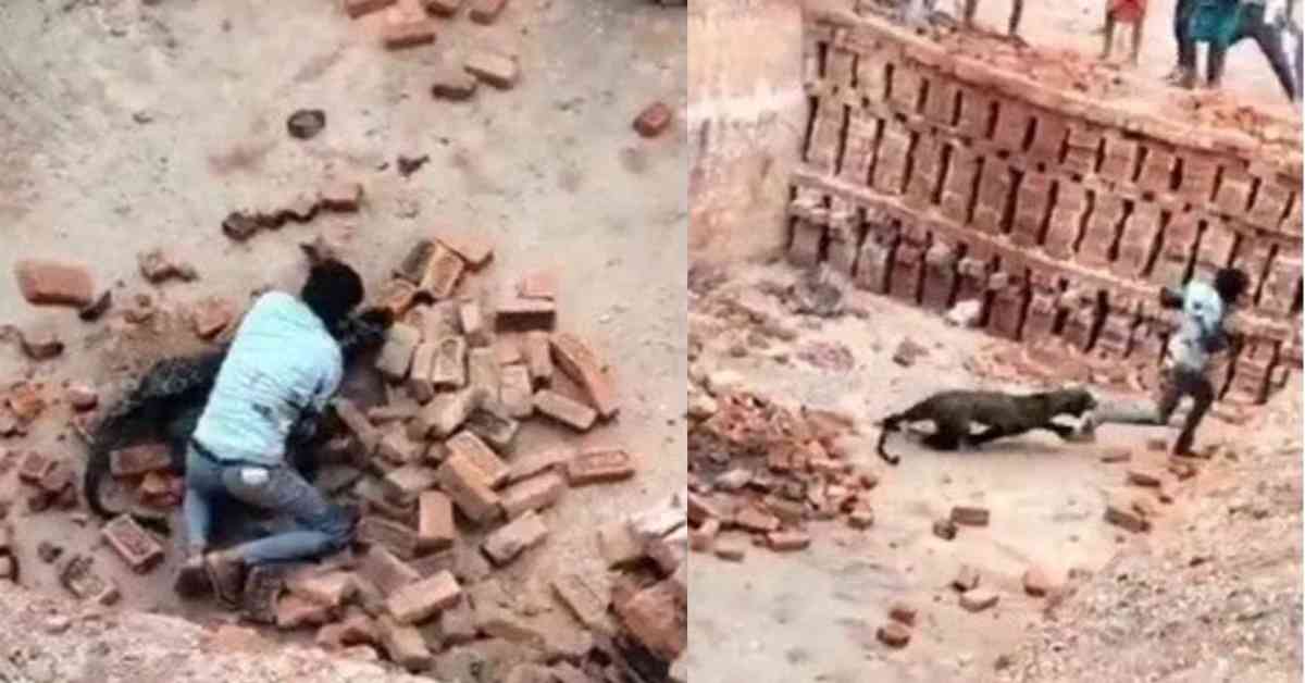 मौत से दो-दो हाथः तेंदुए से भिड़ गया मजदूर, डर के मारे भागा आदमखोर, VIDEO देख हलक में आ जाएगी जुबान