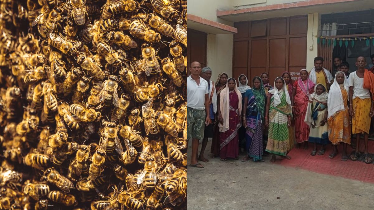 CG Bees Attack : मजदूरों पर मधुमक्खियों के झुंड ने किया हमला, हमले में 15 घायल, 1 महिला की हालत गंभीर