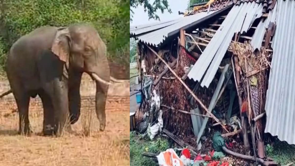 CG News : हाथी ने जमकर मचाया उत्पात, घर में की तोड़फोड़, लोगों ने भागकर बचाई जान