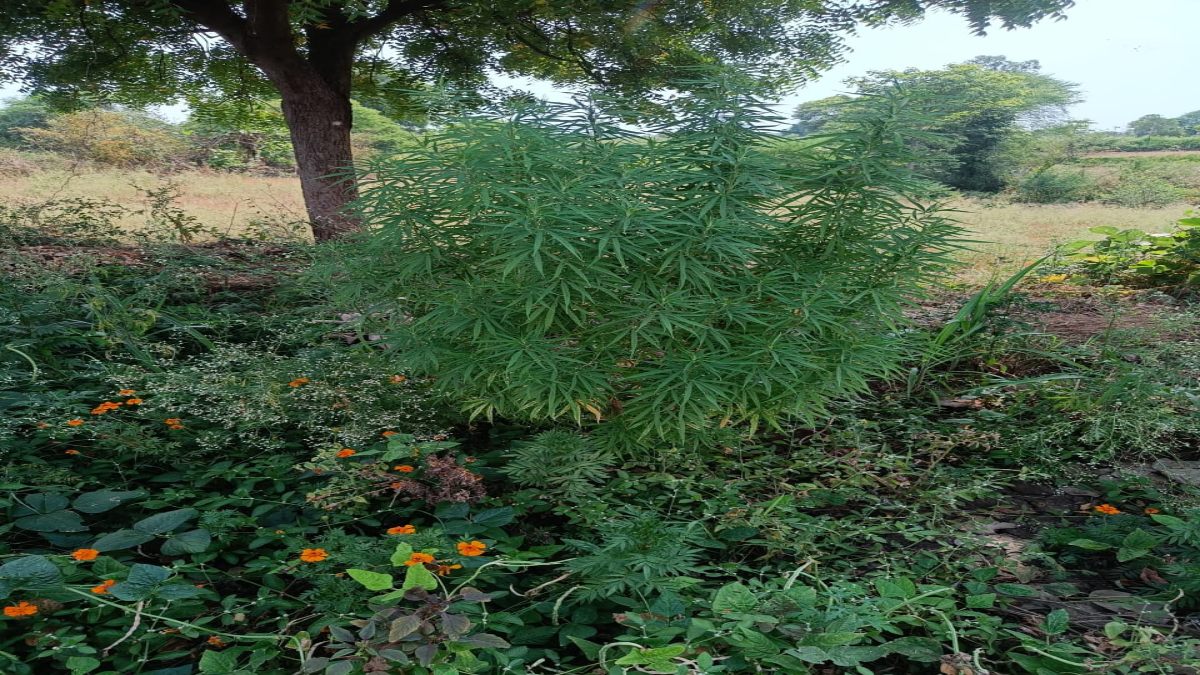 जबलपुर में धड़ल्ले से हो रही है गांजे की खेती: तस्करी के इरादे से खेत में फसलों के बीच लगाया गया था गांजा, पुलिस ने जब्त किए पेड़ 