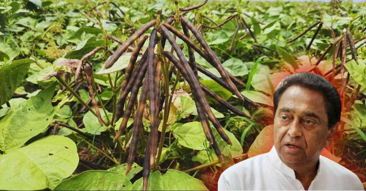 ‘मूंग दाल के किसानों के साथ धोखा कर रही सरकार’, कमलनाथ ने उठाए सवाल, MSP पर फसल खरीदने की मांग की