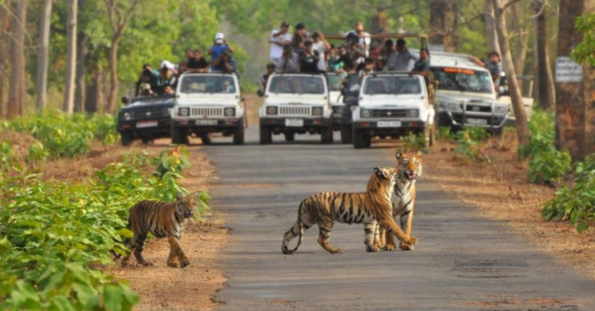 आप भी बना रहे घूमने का प्लान तो ध्यान दें… MP के सभी टाइगर रिजर्व और नेशनल पार्क रहेंगे बंद, इस वजह से लिया गया फैसला