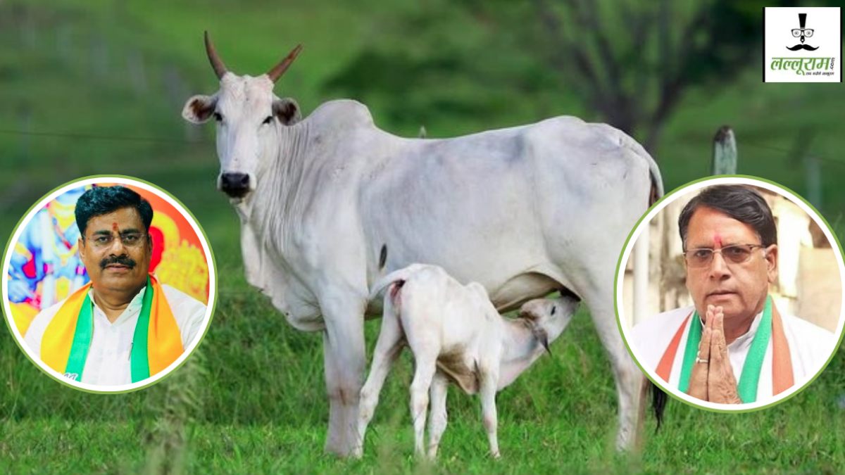 गोशाला सम्मेलन के बीच कांग्रेस की बड़ी मांग: पीसी शर्मा बोले- गाय को राष्ट्रीय पशु घोषित किया जाए, बीजेपी का पलटवार, कसाईयों से दुर्व्यवहार करें गाय राष्ट्रमाता घोषित हो जाएगी  