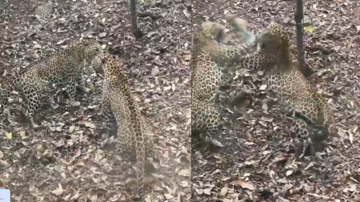 Rajasthan News : रणथंभौर टाइगर रिजर्व में 2 तेंदुओं की फाइटिंग, पर्यटकों के कैमरे में कैद हुई घटना, Video देख हो जाएंगे रोमांचित…