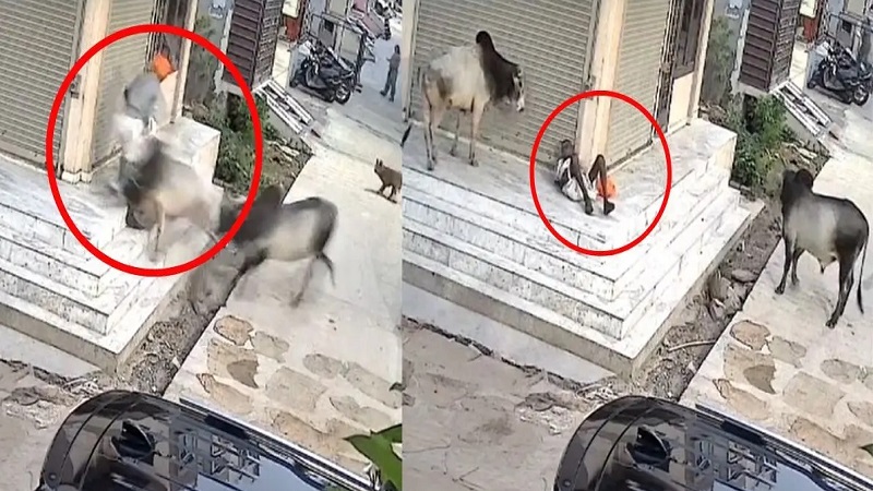 Rajasthan News: Kota में सांडों की लड़ाई में बुजुर्ग की दर्दनाक मौत, Viral हुआ दिल दहलाने वाला Video