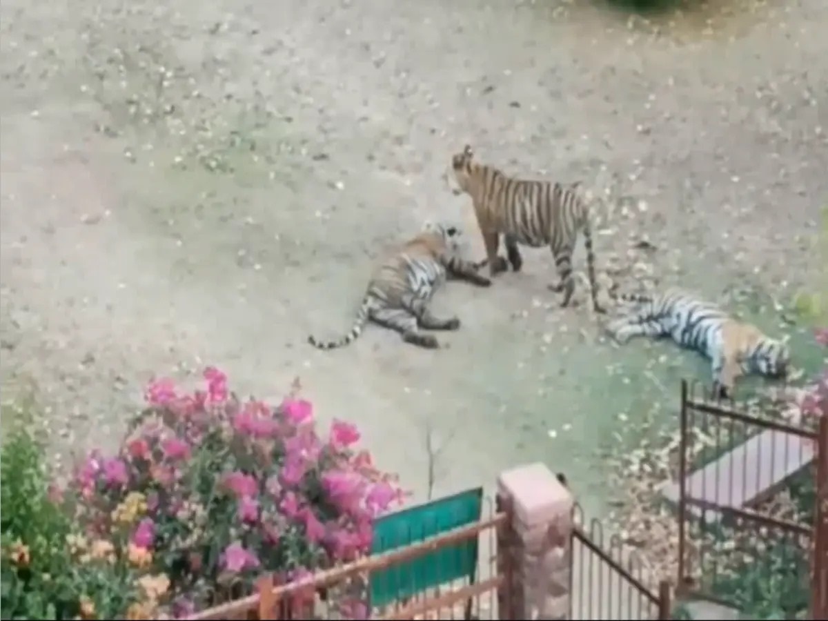 Rajasthan News: त्रिनेत्र गणेश मंदिर जाने के राते में आराम करते दिखे 3 टाईगर
