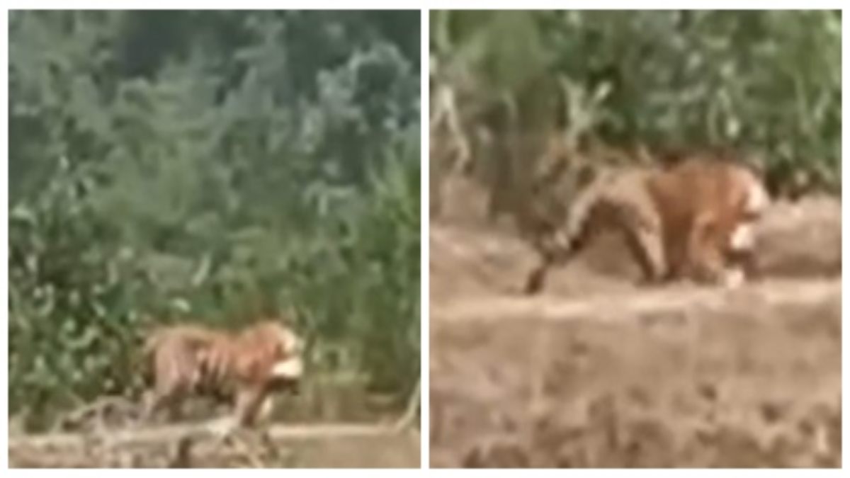 दिन दहाड़े गांव में आ धमका बाघ: मवेशी को जबड़ों में दबाकर जंगल की ओर भागा, मंजर देख सहम उठे ग्रामीण 