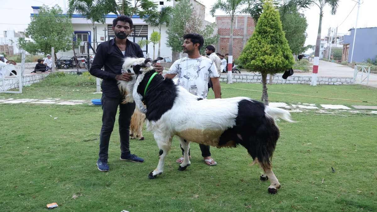 Bakrid 2025: बकरों का बाजार सजा, कोहेनूर की कीमत 16 लाख, 18 लाख के किंग ऑफ वर्ल्ड बकरे को मुंबई के व्यापारी ने खरीदा