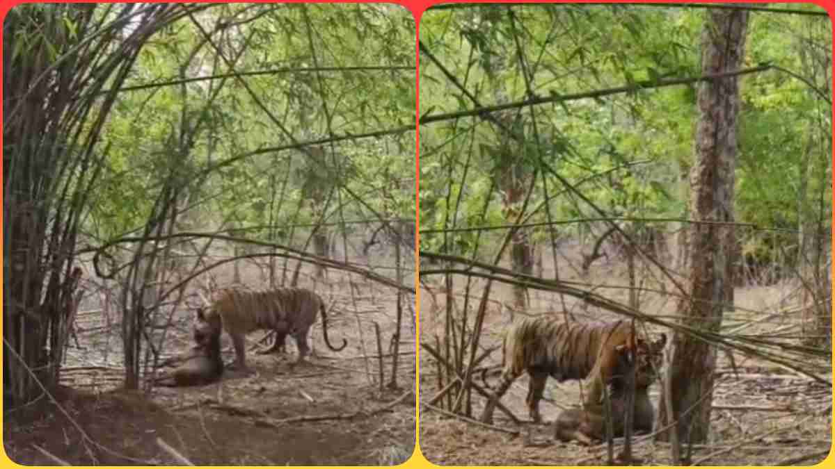 बाघिन कांटी वाह ने किया जंगली सूअर का शिकार, पर्यटकों के उड़े होश, देखें Video