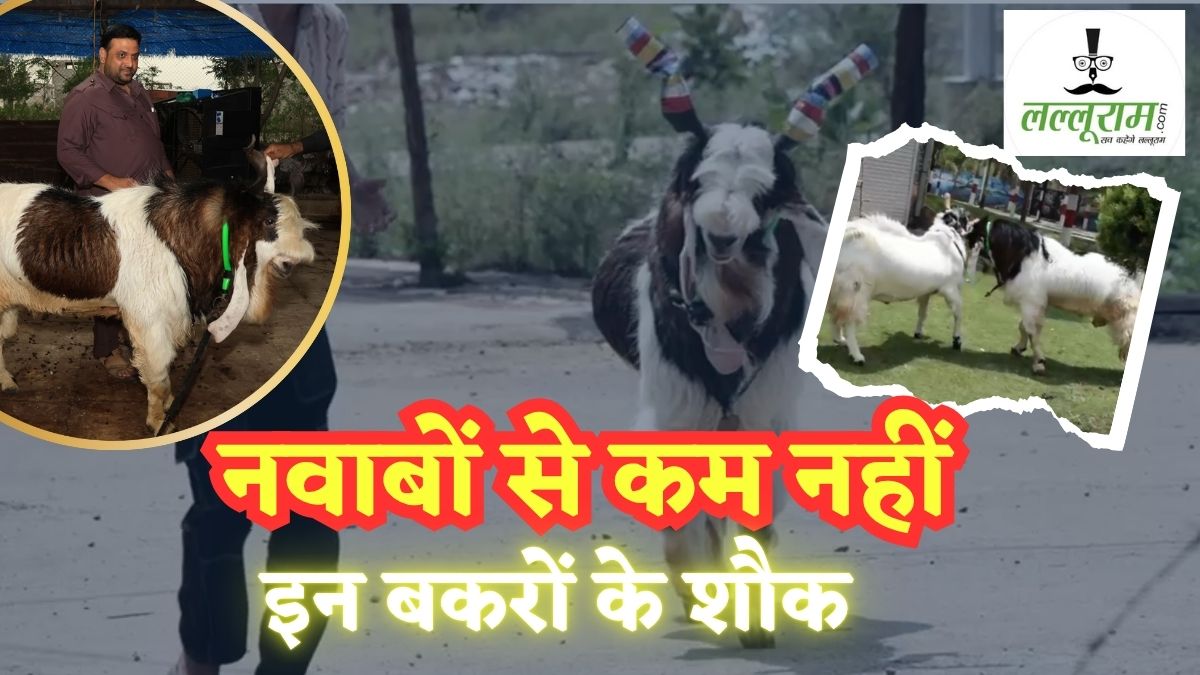 किसी अमीर से कम नहीं हैं बकरीद के ये बकरे: 16 लाख में बिका कोहेनूर, किंग ऑफ वर्ल्ड की कीमत जान उड़ जाएंगे होश, नाश्ते में खाते हैं ड्राइ फ्रूट