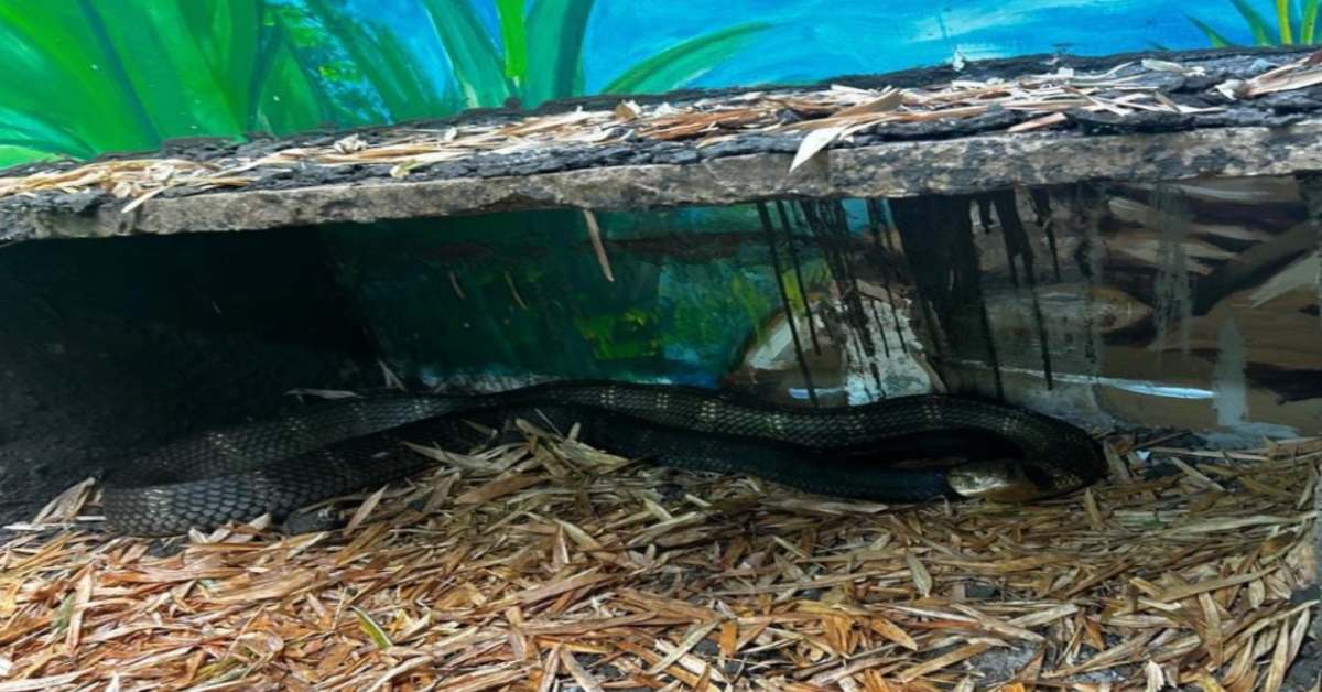 वन विहार से बुरी खबर: कोबरा ‘नागार्जुन’ की मौत, दो महीने पहले कर्नाटक से लाया गया था भोपाल