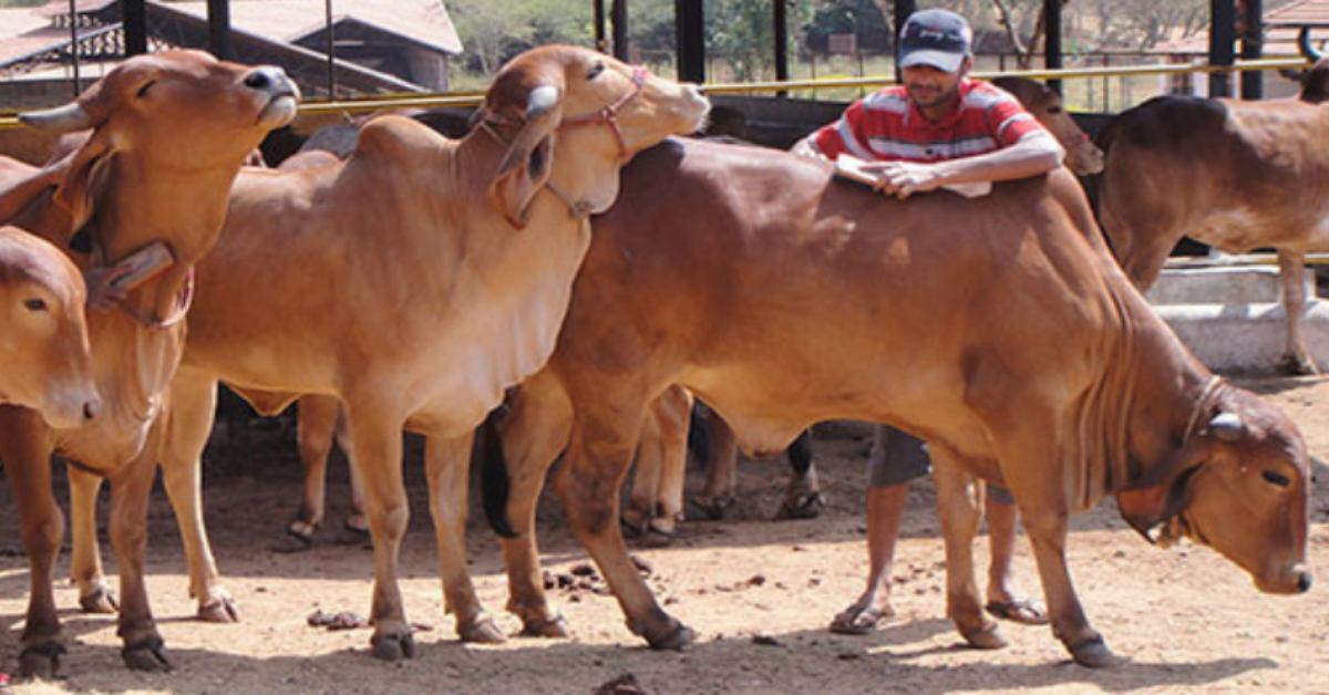 गौशालाओं में गायों की लगेगी ई-अटेंडेंस: कान में लगाई जाएगी चिप, न डेटा मिटेगा न बदलेगा, फर्जीवाड़े पर भी लग सकेगी लगाम