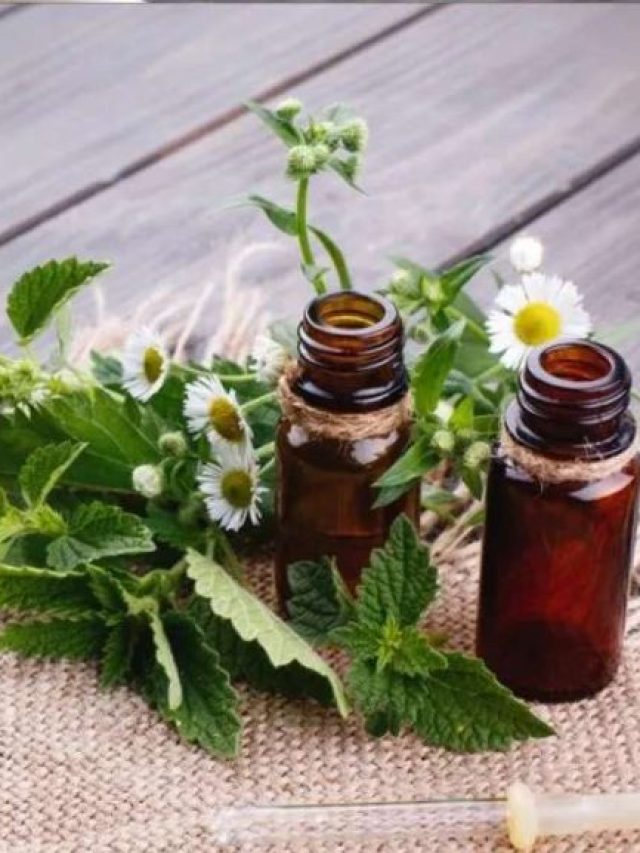 Hair Care Tips: बालों के लिए संजीवनी है भृंगराज का तेल, जानिए इसके फायदे…