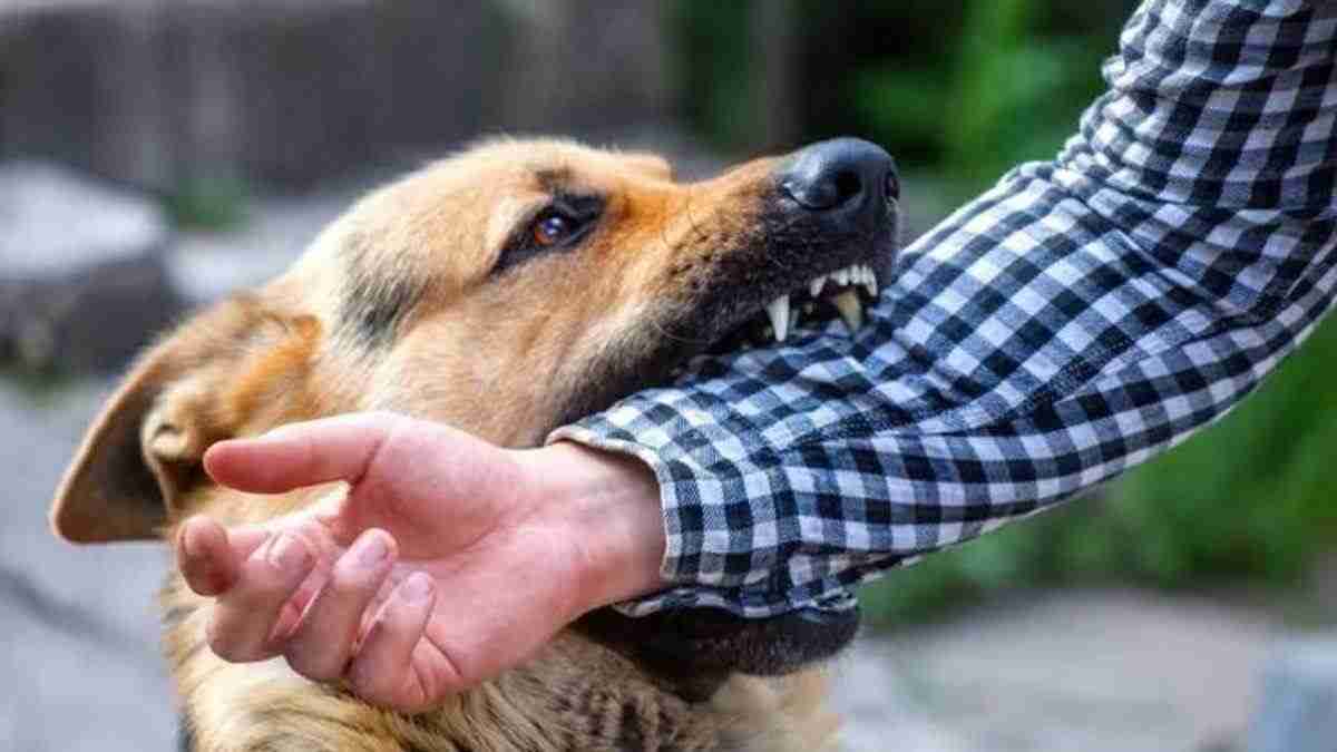 मौसम बदलने के साथ हिंसक हुए आवारा कुत्ते: नगर निगम ने जारी की एडवाइजरी, इस नंबर पर कर सकते हैं शिकायत