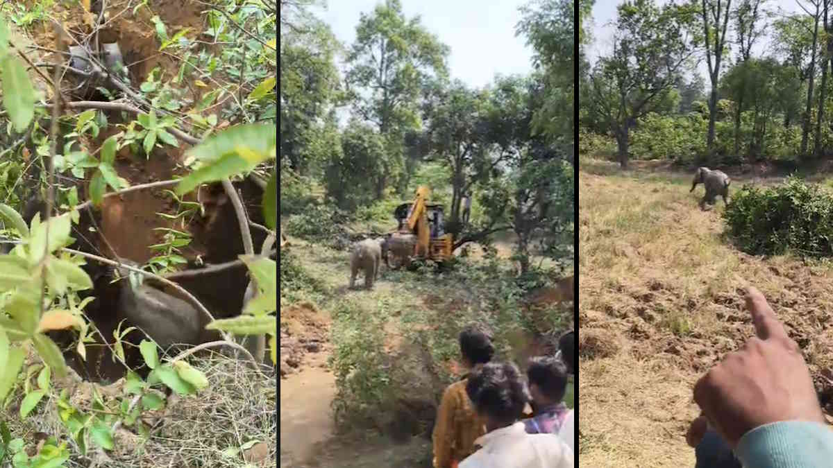 पांच घंटे की मेहनत के बाद कुएं से निकाला गया हाथी का बच्चा, ग्रामीणों ने डंडा लेकर दौड़ाया, देखिए वीडियो…