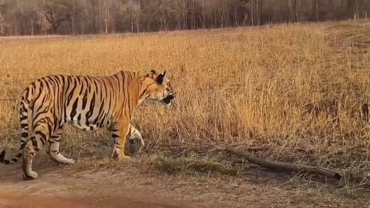 Wild Animals: बाघ की चहलकदमी से ग्रामीणों में दहशत, गांव में घुसे टाइगर ने भैंस का किया शिकार