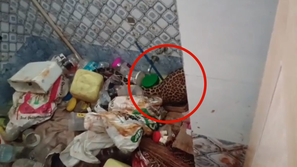 घर के बाथरूम में घुसा तेंदुआ, इलाके में मचा हड़कंप, देखें Video …