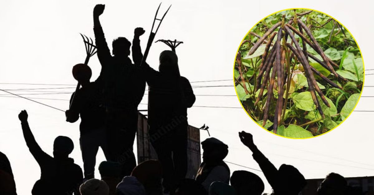 अपनी ही सरकार से खफा किसान संघ: मूंग की फसल को लेकर इस दिन किया जाएगा प्रदेशव्यापी आंदोलन