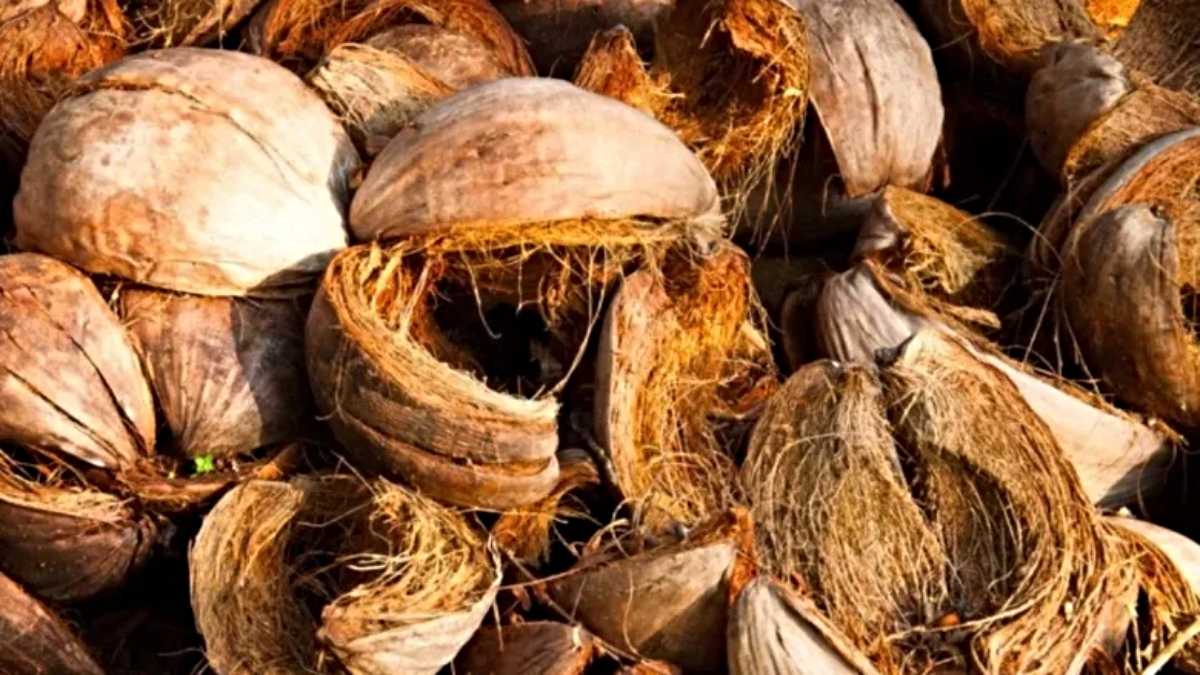 बेकार न समझे नारियल का छिलका, इन पांच तरीकों से करें उपयोग