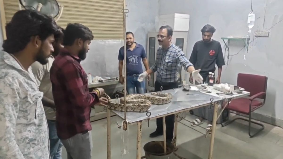 7 फीट लंबे घायल अजगर की सर्जरी: 21 टांके लगाकर बचाई जान, दो दिन बाद फॉलोअप ट्रीटमेंट के लिए बुलाया