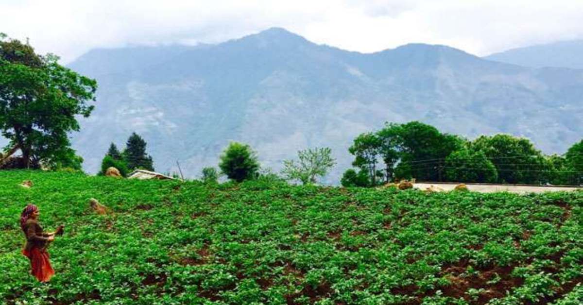जनपदों में ग्राम पंचायत के माध्यम से होगा जड़ी बूटी का उत्पादन, निजी भूमि पर भी हर्बल उत्पादन की संभावना तलाश रही सरकार
